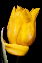 Twisted Tulip